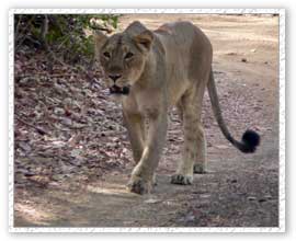 Lion, Sasan Gir Wildlife Sanctuary