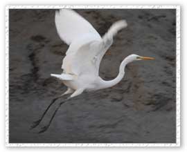 Bird, Sunderban National Park