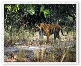 Tiger Safari, BandhavgarhNational Park
