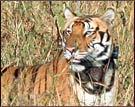 Tiger, Kanha National Park 