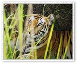 Tiger Safari, Periyar Wildlife Sanctuary