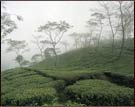 Tea Garden, Darjeeling