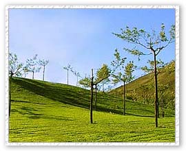 Tea Plants, Coorg Travel Package