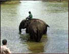 Dubare Elephant Camp, Coorg