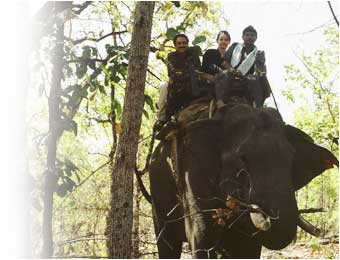 Elephant Safari