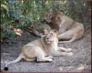 Lion, Gir National Park