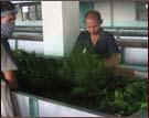 Glenburn Tea Estate, Darjeeling 