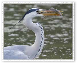 Grey Heron Ardea, Bharatpur Bird Sanctuary