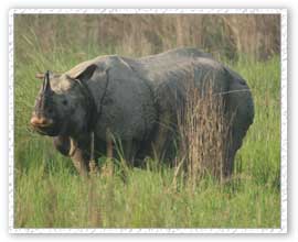 Rhino, Kaziranga National Park