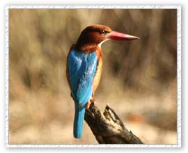 Kingfisher, Bandhavgarh National Park
