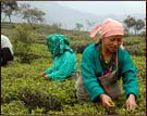 Tea leaves plucking, Makaibari Tea Estate