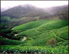 Tea Garden, Munnar