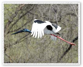 Black Necked Stork, Bharatpur Bird Sanctuary