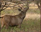 Sambhar, Ranthambore National Park