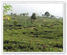 Tea Estate, Makabari Tour