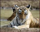 Tiger, Ranthambore National Park