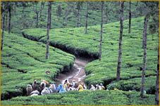 Tea Garden, Munnar