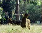 Barasingha, Kaziranga National Park