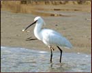 Bird, Corbett National Park