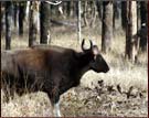 India Bison, Kanha National Park