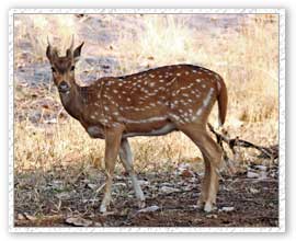 Chital, Ranthambore National Park