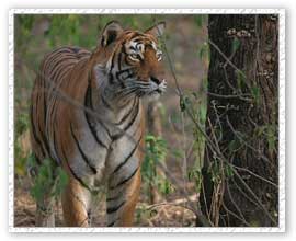 Tiger Safari, Corbett National Park