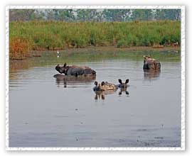 Rhino, Dudhwa National Park