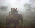 Elephant  Safari, Kaziranga National Park