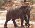 Elephant Safari, Corbett National Park