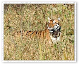 Tiger Safari, Kanha National Park