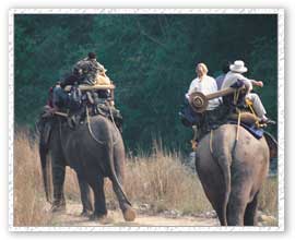 Elephant Safari, KAziranga National Park