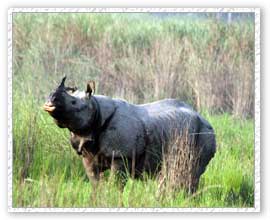 Rhino, KAziranga National Park