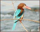 Kingfisher, Corbett National Park