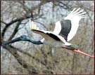 Painted Stork, Keoladeo National Park