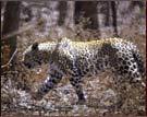 Panther, Ranthambore National Park