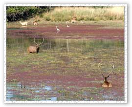 Sambar, Ranthambore National Park