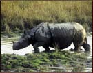 Rhinoceros, Kaziranga National Park