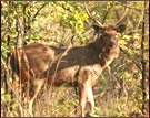 Sambhar, Bandhavgarh National Park