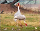 Sarus Crane Pair, Keoladeo National Park