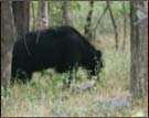 Sloth Bear, Ranthmbore National Park