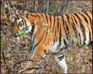 Tiger, Bandhavgarh National Park