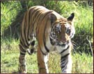 Tiger, Corbett National Park