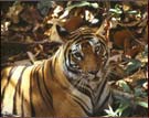 Tiger Saeari, Kanha National Park