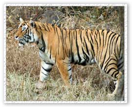 Tiger Safari, Ranthambore National Park