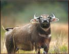 Wild Buffalo, Kaziranga National Park