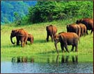 Elephants, Periyar