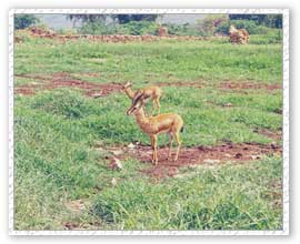 Chink, Kuno Wildlife Sanctuary