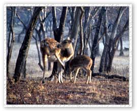 Chital, Kuno Wildlife Sanctuary