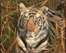 Tiger, Bandhavgarh National Park