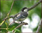 Bird,Dudhwa National Park 